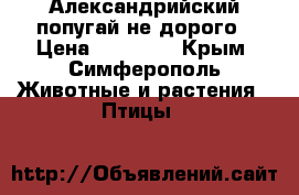 Александрийский попугай не дорого › Цена ­ 12 999 - Крым, Симферополь Животные и растения » Птицы   
